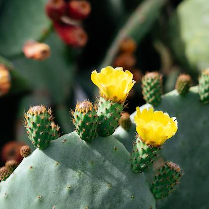 kaktus-beer-cactus